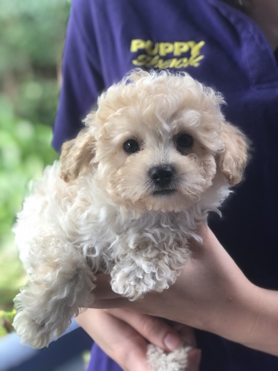 Absolutely cute gold Bichoodle puppy dog held in arms at Puppy Shack Brisbane.